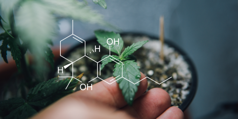 cannabinoids and science